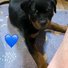 Rottweiler Puppies from Thomas Rotts