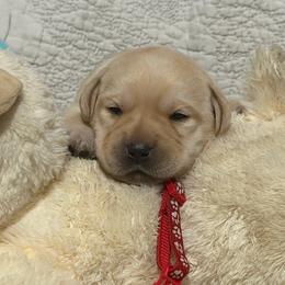 Yellow male 2 - Yellow male Labrador Retriever puppy in Orlando, Florida from Clarisma K9’s