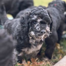 Aussiedoodle Puppies from The Klepper Homestead