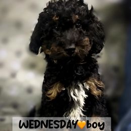 Wednesday - Black phantom male Aussiedoodle puppy in Houston, Texas from Jomelkin Furry Pals