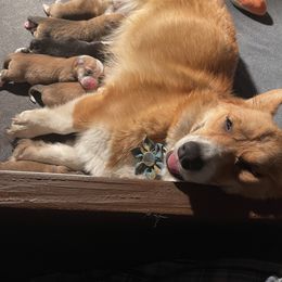 Pembroke Welsh Corgi Puppies from Shenanigans Ranch