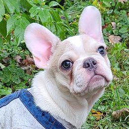 French Bulldog Puppies from PHP's Starbulls