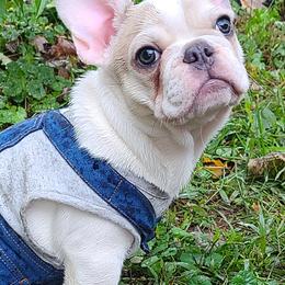 French Bulldog Puppies from PHP's Starbulls