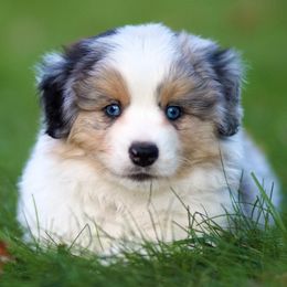 Miniature American Shepherds from Sherwood Miniature American Shepherds