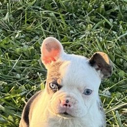 Girl 3 - Blue female French Bulldog puppy in Chillicothe, Ohio from 740 kennels
