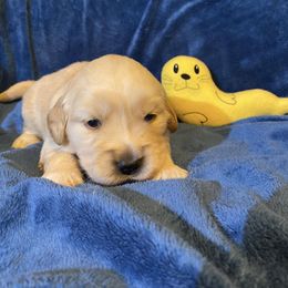 Girl 3 - Golden Retriever puppy in Lexington, Kentucky from ShimGold Golden Retrievers