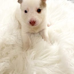 Siberian Husky Puppies from Vixen Siberians