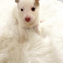 Siberian Husky Puppies from Vixen Siberians