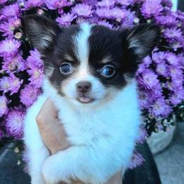 AKC Bella In Maine 4200.00 - Chocolate and white female Chihuahua puppy in Newport, Maine from Pinewood Acres Chihuahuas