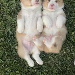 American Corgi and Pembroke Welsh Corgi Puppies from Kati Burns