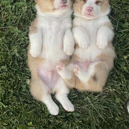 American Corgi and Pembroke Welsh Corgi Puppies from Kati Burns