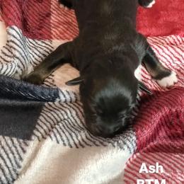 Ash - Miniature Australian Shepherd puppy in Roseville, California from Golden State Mini Aussies