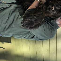 Black Russian Terriers from Over the Moon Black Russians