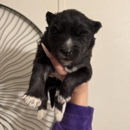 Girl 1 - Red and white female Siberian Husky puppy in Tulsa, Oklahoma from EvergreenEliteKennel