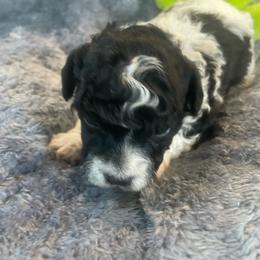 Bandit - Parti male Poodle puppy in Bee Branch, Arkansas from Scroggins Creek Doodles