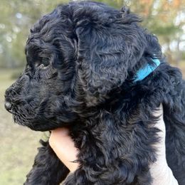 Mr. Aqua Collar - Black male Poodle puppy in Screven, Georgia from Dreamland Standard Poodles