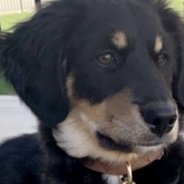 Aussiedoodles, Australian Mountain Doodles, and Bernedoodles from WestPenn Doodles LLC