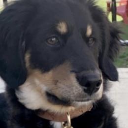Aussiedoodles, Australian Mountain Doodles, and Bernedoodles from WestPenn Doodles LLC