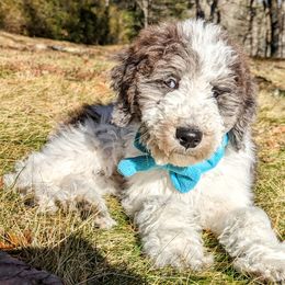 Double Doodle Puppies from Breedlove Mtn Doodles