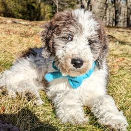 Double Doodle Puppies from Breedlove Mtn Doodles