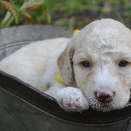 Yellow - Male - Fawn and white Sheepadoodle puppy in Hollywood, South Carolina from Pam’s Sheepadoodle’s