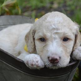 Yellow - Male - Fawn and white Sheepadoodle puppy in Hollywood, South Carolina from Pam’s Sheepadoodle’s