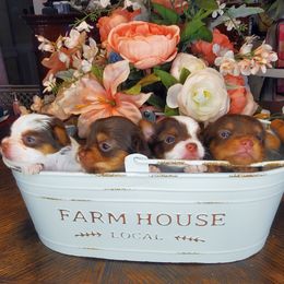 Yorkshire Terrier Puppies from Scott And Tammy's Lil Yorkies