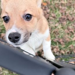 Holly - Fawn female Pembroke Welsh Corgi puppy in Oxford, Pennsylvania from K&S Quality Pembroke Welsh Corgi’s