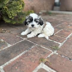 Gracie - Black and white female Shichon puppy in Lititz, Pennsylvania from Painter Puppies