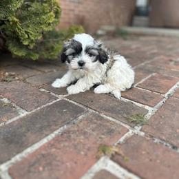 Gracie - Black and white female Shichon puppy in Lititz, Pennsylvania from Painter Puppies
