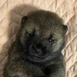 Yumi - Sesame female Shiba Inu puppy in Tamarac, Florida from The Queen of Shibas