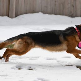 German Shepherds from Herbststurm German Shepherds, LLC