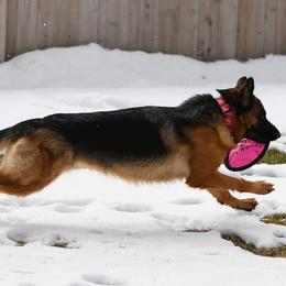 German Shepherds from Herbststurm German Shepherds, LLC