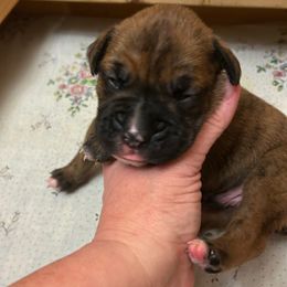Orange Collar - Brindle male Boxer puppy in Flora, Mississippi from Moody's Boxers