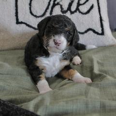 Golden Mountain Doodle Puppies from Silver Barn Doodles