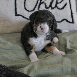 Golden Mountain Doodle Puppies from Silver Barn Doodles