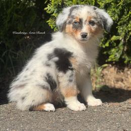 Jellybean- bmm6 - Blue merle male Australian Shepherd puppy in Chehalis, Washington from Wandering Acres Ranch