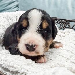 Pink - Black rust and white female Bernese Mountain Dog puppy in Marne, Michigan from MI Doodles