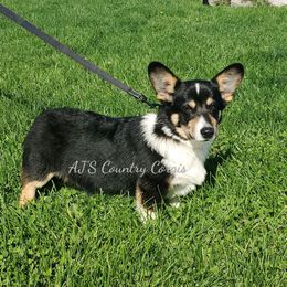 Cane - Pembroke Welsh Corgi