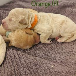 Girl 4 - female Goldendoodle puppy in Buford, Georgia from Guppy Puppies