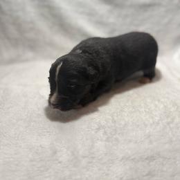 Jackson - Black tri male Miniature Australian Shepherd puppy in New London, Minnesota from Broken T Australian Shepherds