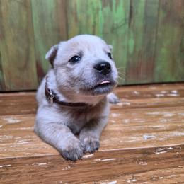 Brown Collar Red Male - Red speckled male Australian Cattle Dog puppy in Riverton, Utah from Rundown Ranch Cattle Dogs
