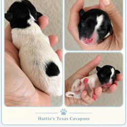 Biscuit - Black and white male Cavapoo puppy in Thorndale, Texas from Hattie’s Texas Cavapoos