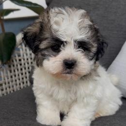 Rover - Brown and white male Shichon puppy in Manheim, Pennsylvania from Paige Haldeman's Cavapoos and Shichons