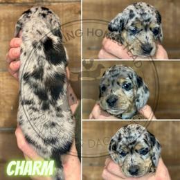 Charm - Dapple male Dachshund puppy in Fond Du Lac, Wisconsin from Clucking Homestead Springers & Dachshunds