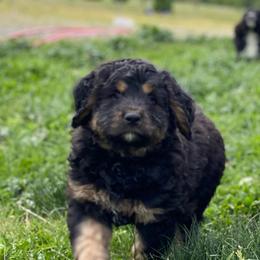 Bernedoodles and Bernese Mountain Dogs from Central Washington doodles