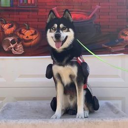 Espresso - Siberian Husky