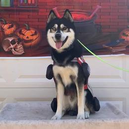 Espresso - Siberian Husky