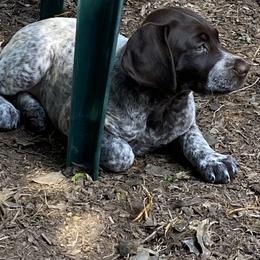 German Shorthaired Pointer Puppies from Twin Gabels GSPs