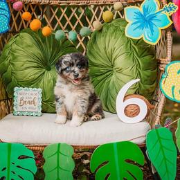 Hula - Blue merle female Australian Shepherd puppy in Eubank, Kentucky from Ashlee's Aussies